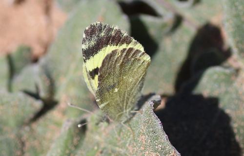 Euchloe charlonia